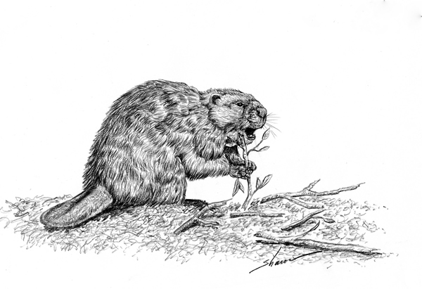 Beaver eating twigs, drawing